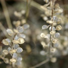   Infructescence:   Alyssum simplex , showing intact silicles and the persistent repla of dehisced silicles; Photo by M. Maher, USDA APHIS PPQ ITP, imageID.idtools.org
